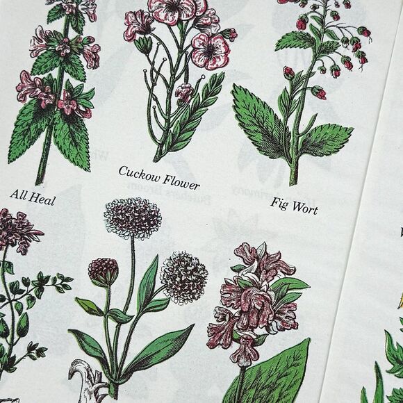Lot of 4 Vintage Double Sided Botanical Book Plate Prints MCM Gallery Wall - Picture 4 of 12